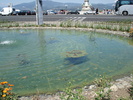 gal/2007-05 Florence Troy Croquette/_thb_DSC00859.JPG